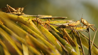 Argentina en estado de alerta: se enfrentan a la peor plaga de langostas en más de 60 años